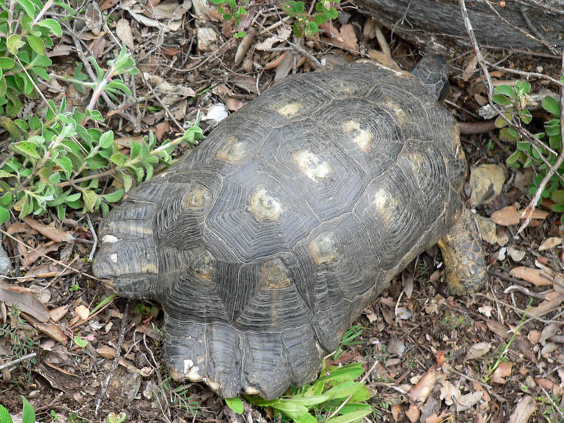 Tartaruga da identificare (Testudo marginata)